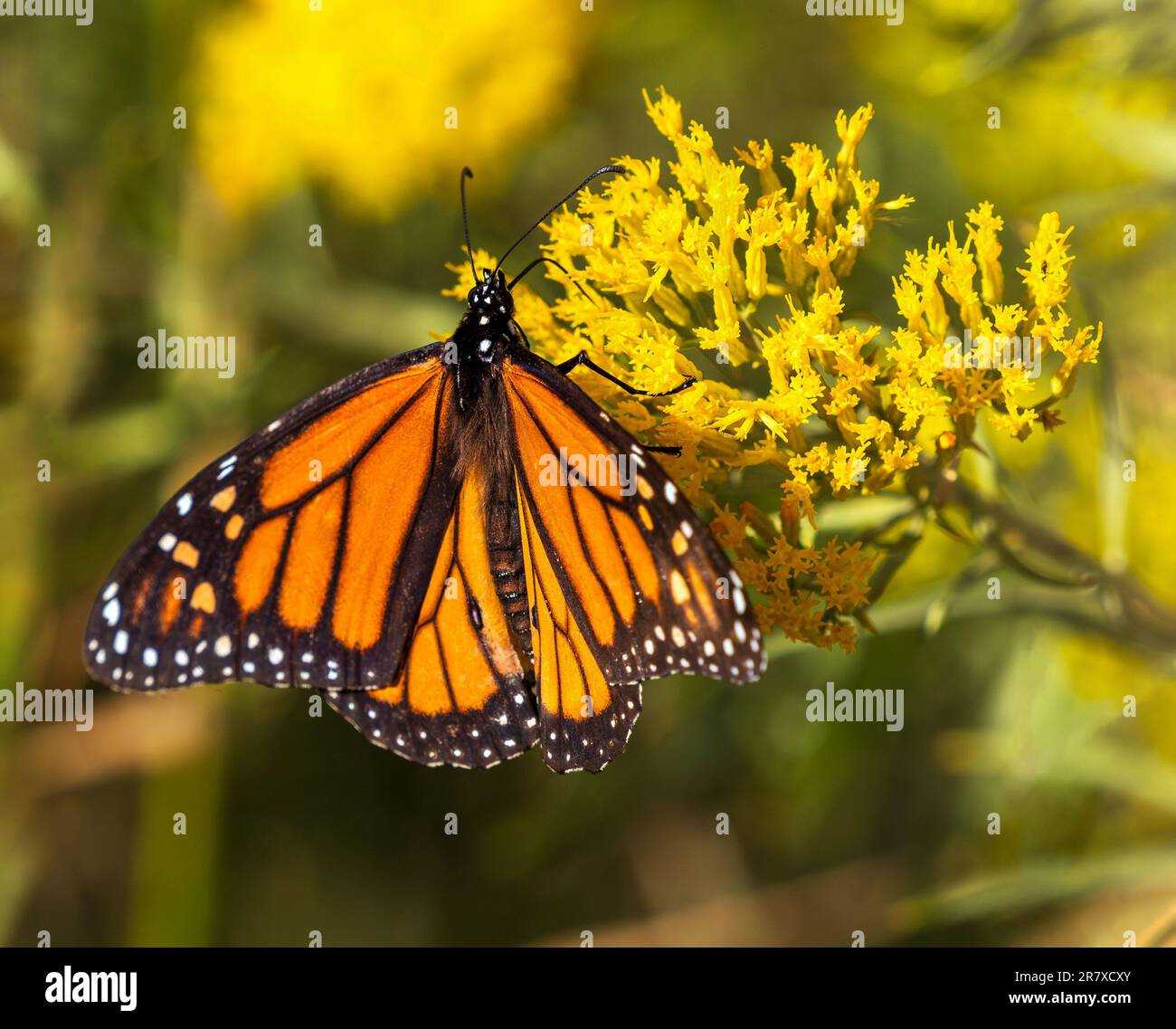 Closeup of a Monarch butterfly pollinating the yellow flowers on a Goldenrod plant. Stock Photo