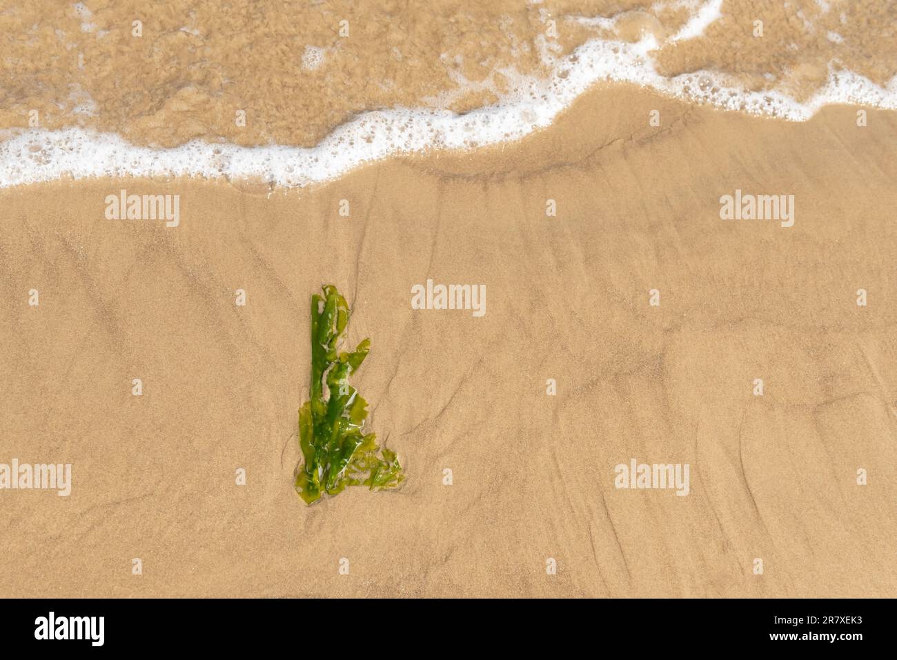 Sea lettuce washed up on the beach Stock Photo