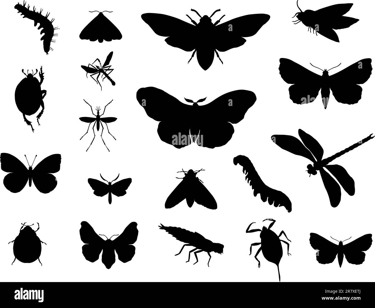 Insects collections Black and White Stock Photos & Images - Alamy