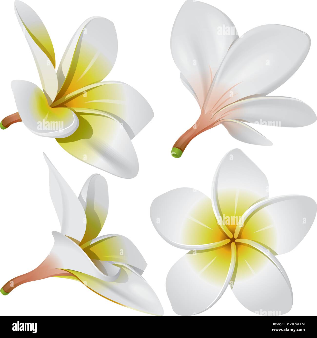 Frangipani (Plumeria). Hawaii, Bali (Indonesia), Shri-Lanka tropical necklace flowers. Vector Illustration Stock Vector