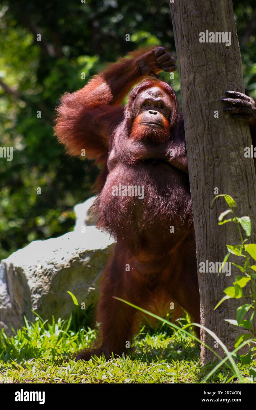 Orangutan standing up outside in the daytime in its enclosure at Chiang Mai zoo, Thailand Stock Photo