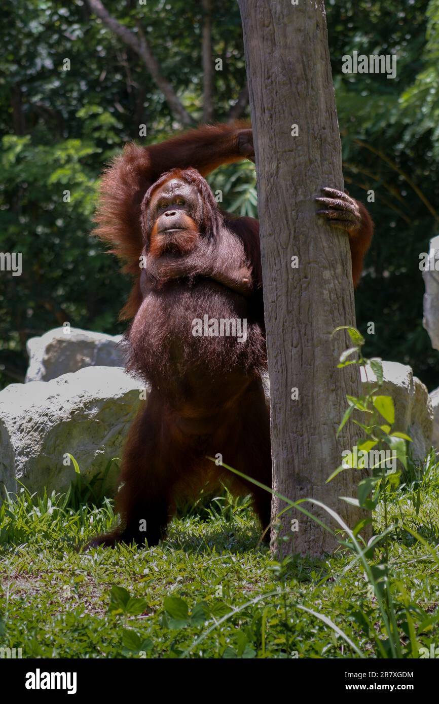 Orangutan standing up outside in the daytime in its enclosure at Chiang Mai zoo, Thailand Stock Photo