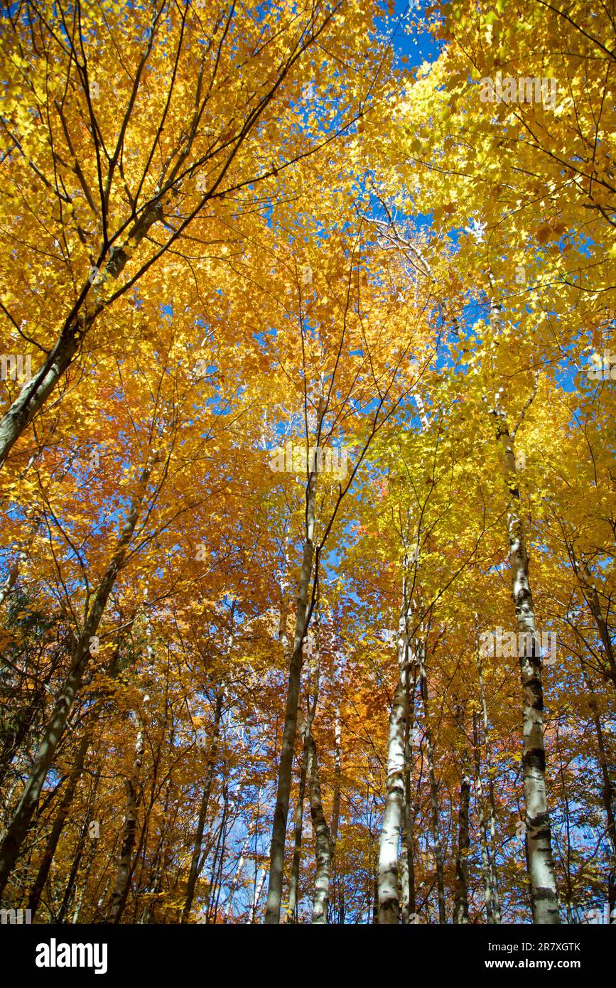 Birch trees forest in autumn. Stock Photo