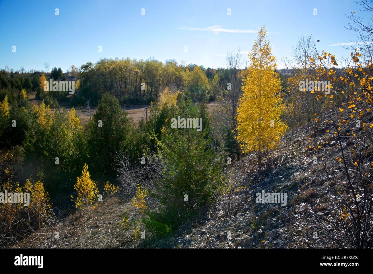 Yellow and Gold Birch Trees in autumn Stock Photo