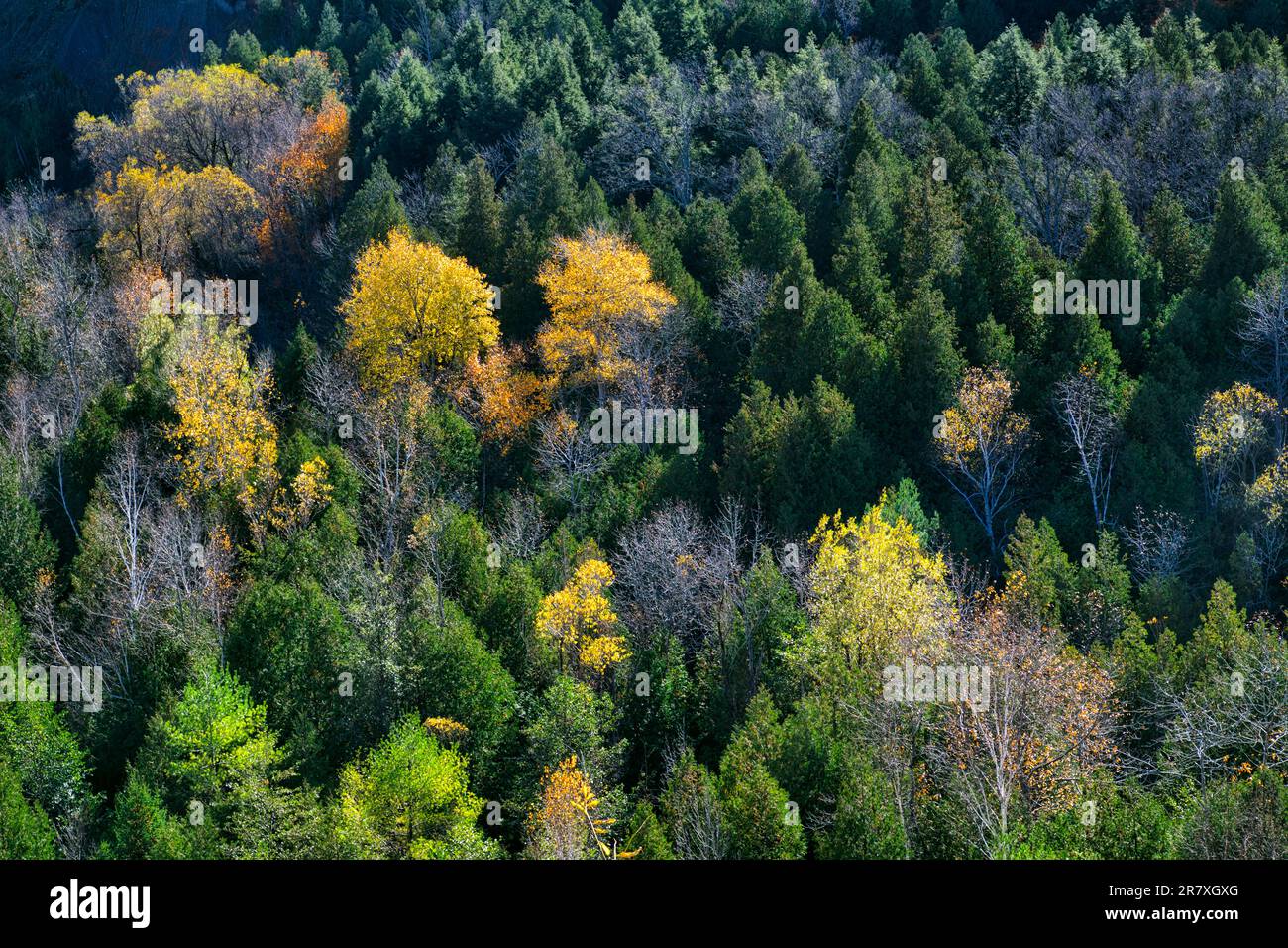 The birch trees stand out in the pine forest Stock Photo - Alamy