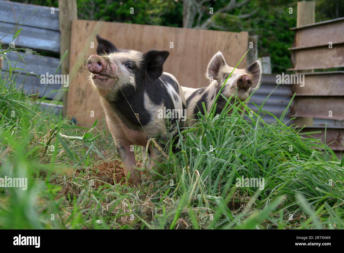 Two curious piglets in their pen on a lifestyle block, smelling the air to identify what has piqued their interest. Stock Photo