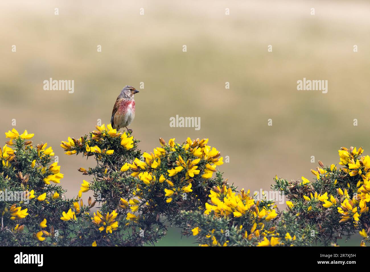 Common Linnet [ Linaria cannabina ] perched on flowering Gorse bush Stock Photo