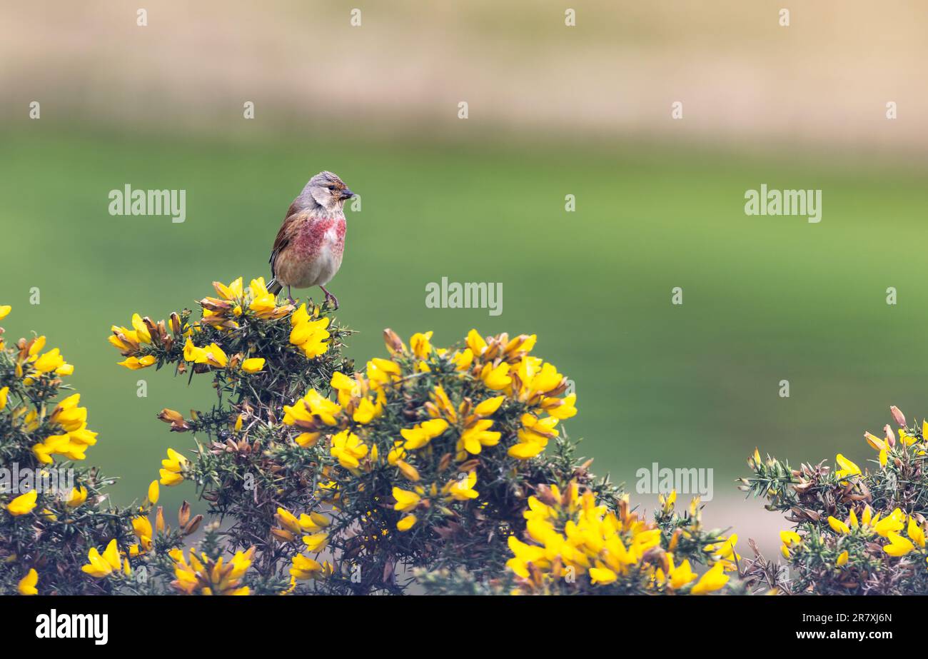 Common Linnet [ Linaria cannabina ] perched on flowering Gorse bush Stock Photo
