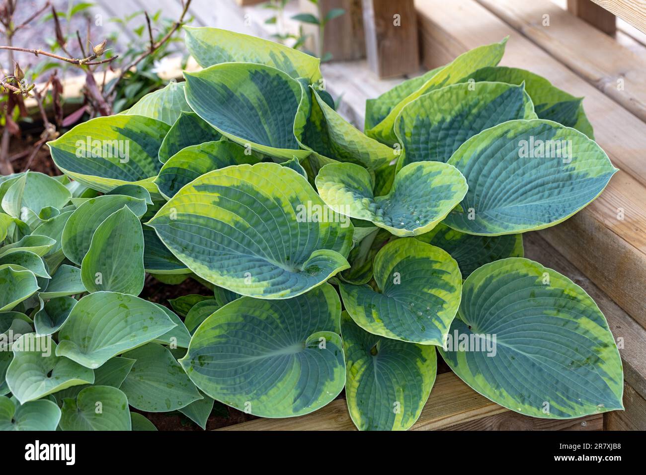 Hosta frances williams hi-res stock photography and images - Alamy