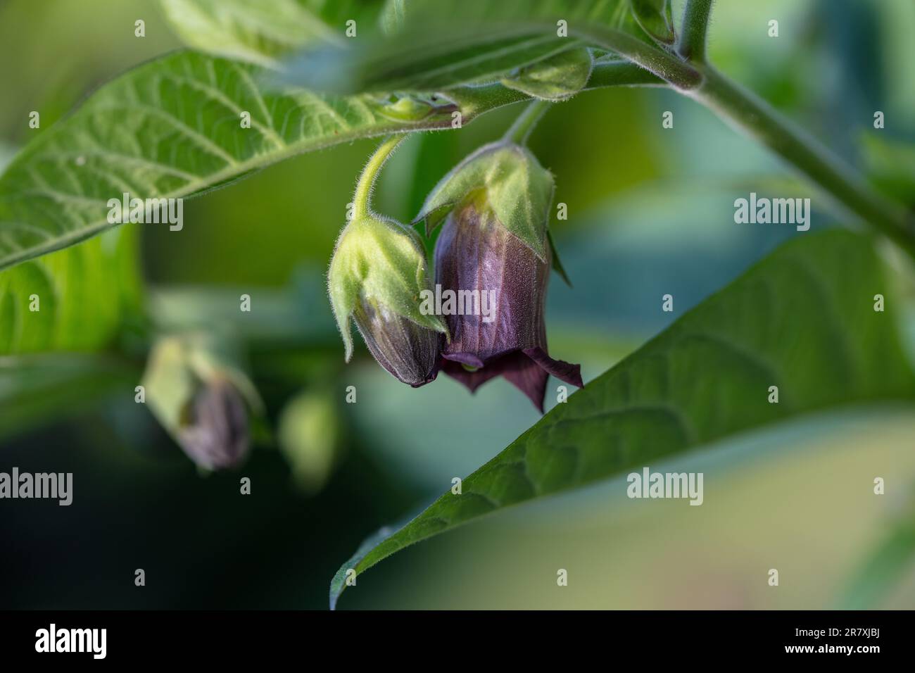 Deadly nightshade, Belladonna (Atropa belladonna) Stock Photo