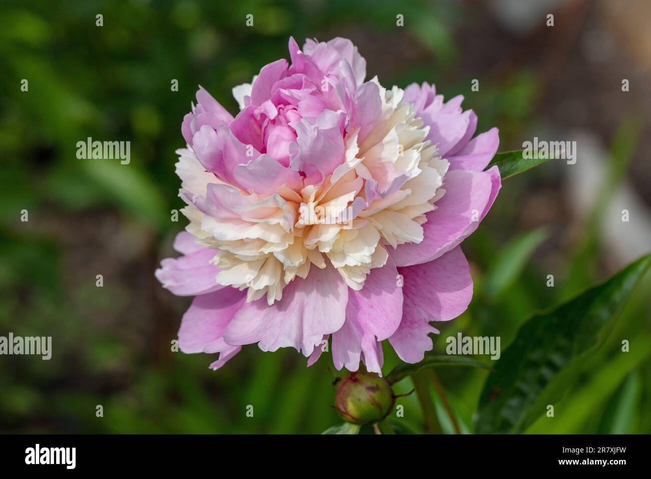 'Sorbet' Common garden peony, Luktpion (Paeonia lactiflora) Stock Photo