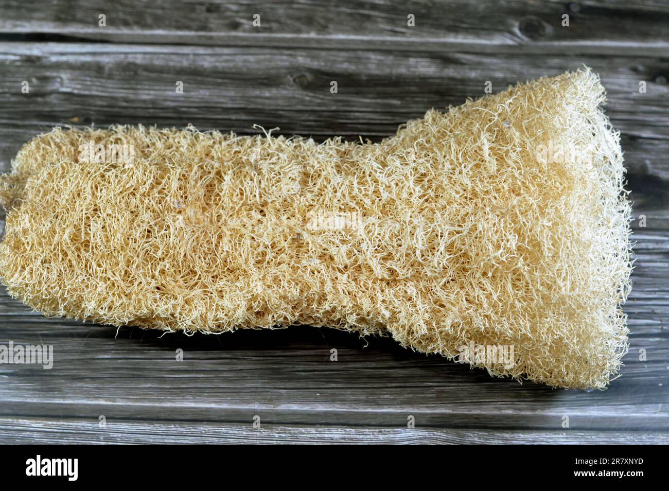 A bathroom loofa sponge, Loofah, Luffa, atropical and subtropical vines