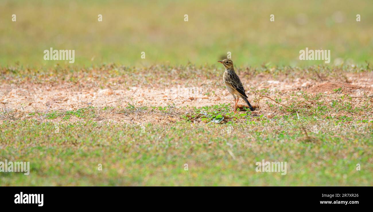 Oriental pipit trekking on the grassland in the middle of a very hot day. Stock Photo