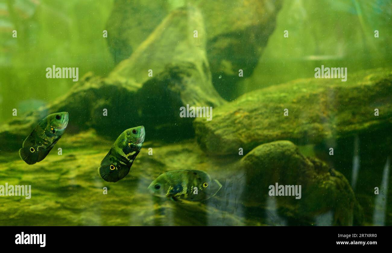 Oscar fish tank in Dharmapala Park. Agrresive exotic freshwater fishes. Stock Photo
