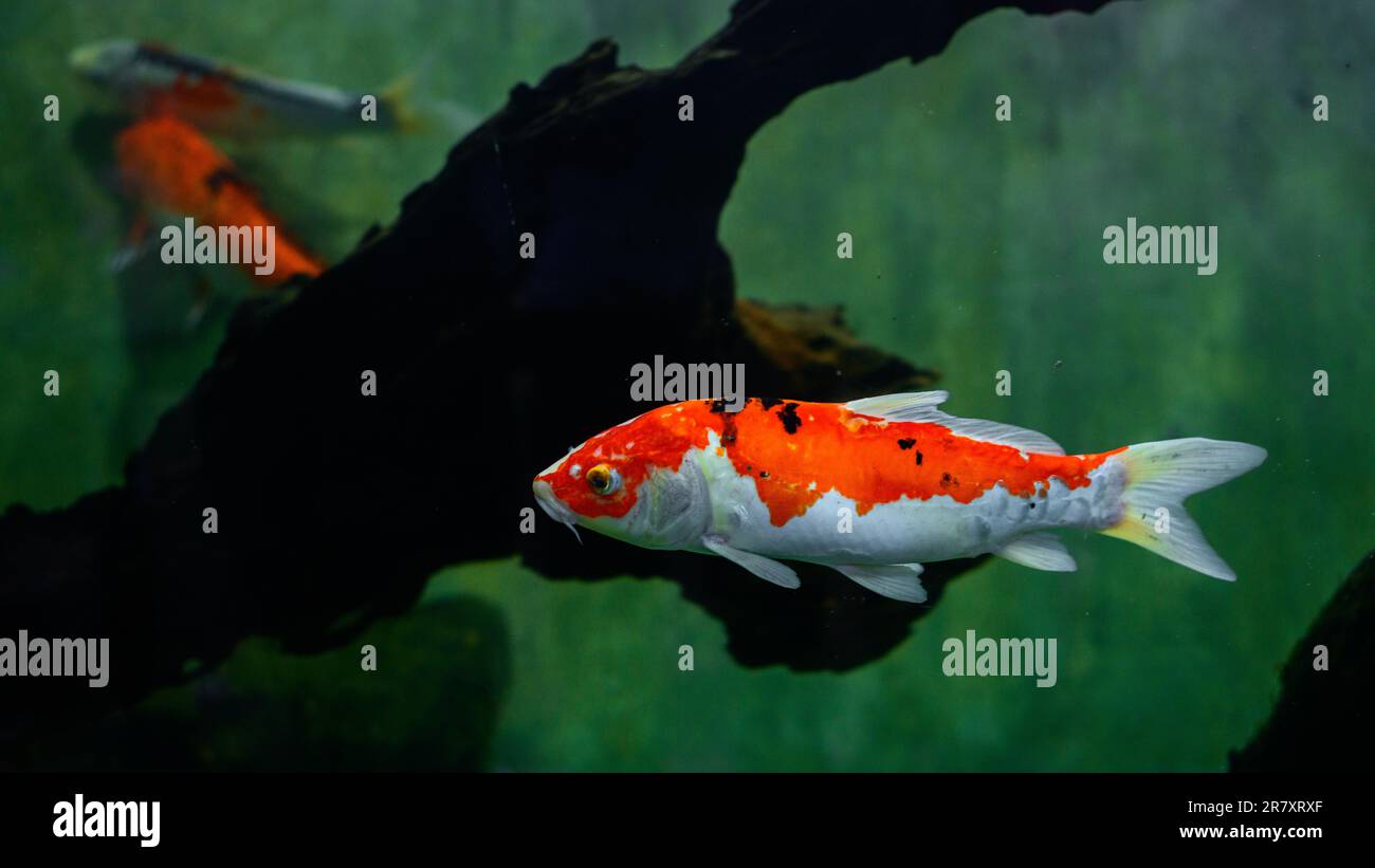 Jingle bell fish hi-res stock photography and images - Alamy