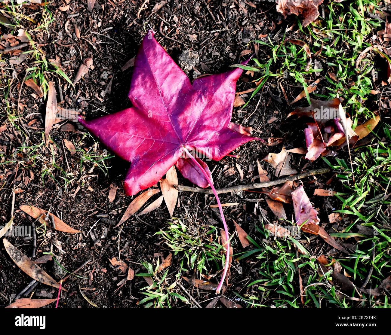 Coloured maple leaf hi-res stock photography and images - Alamy