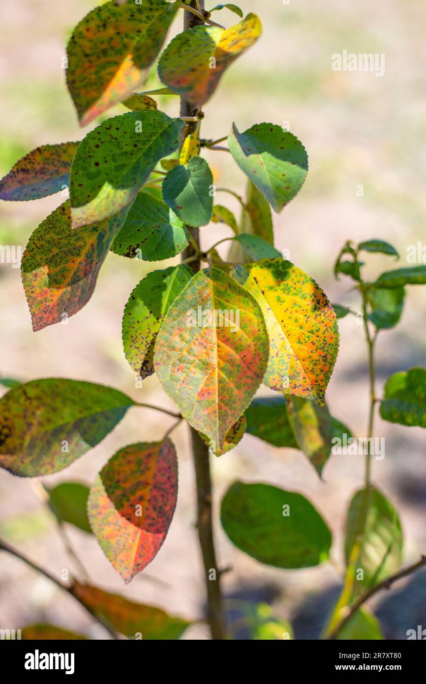 Cherry tree with stained leaves affected by coccomycosis. Care and treatment of fungal garden diseases. Stock Photo