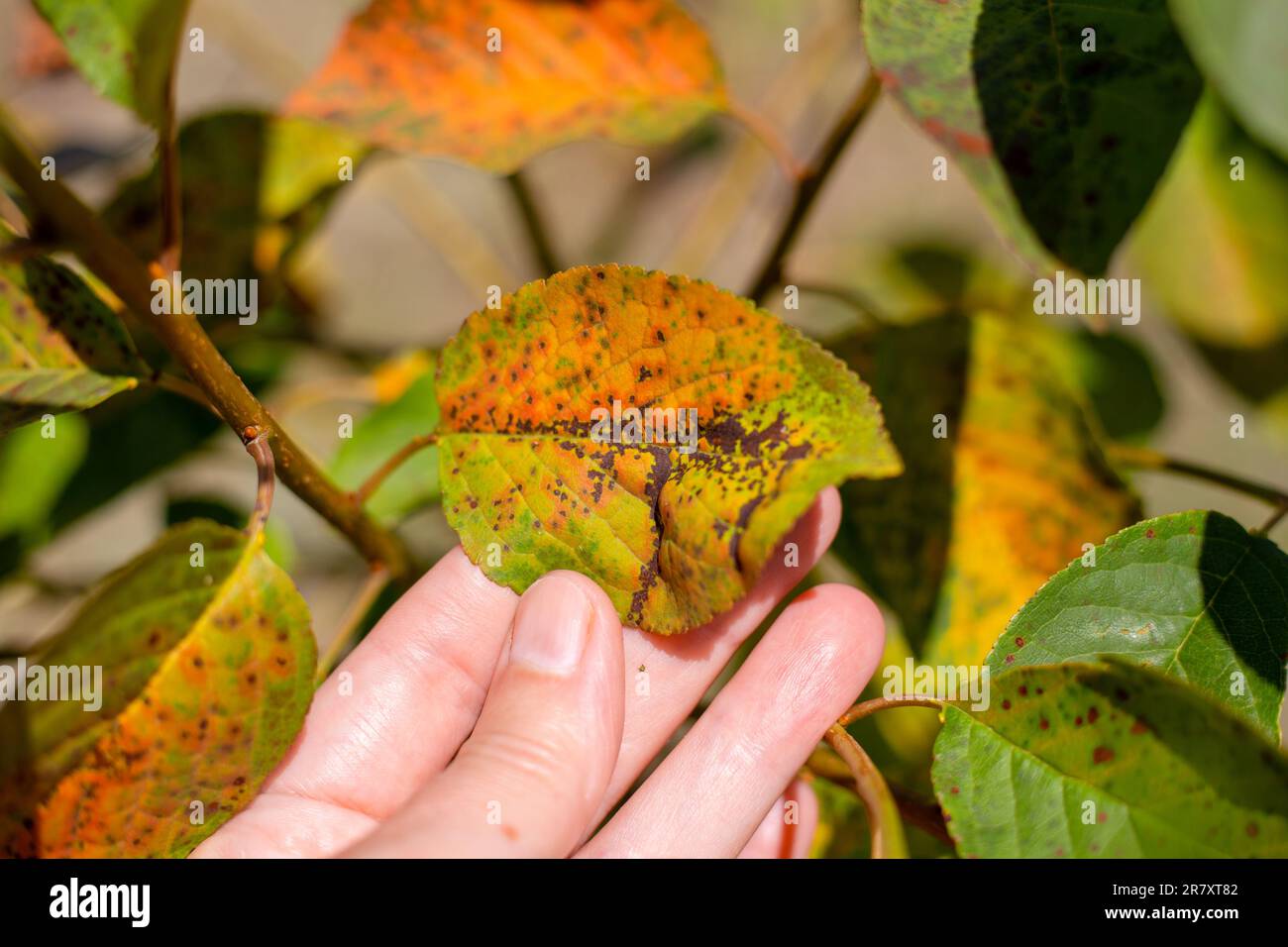 A gardener examines a cherry leaf affected by a fungal disease called coccomycosis. Diseases of plants in the garden. Stock Photo