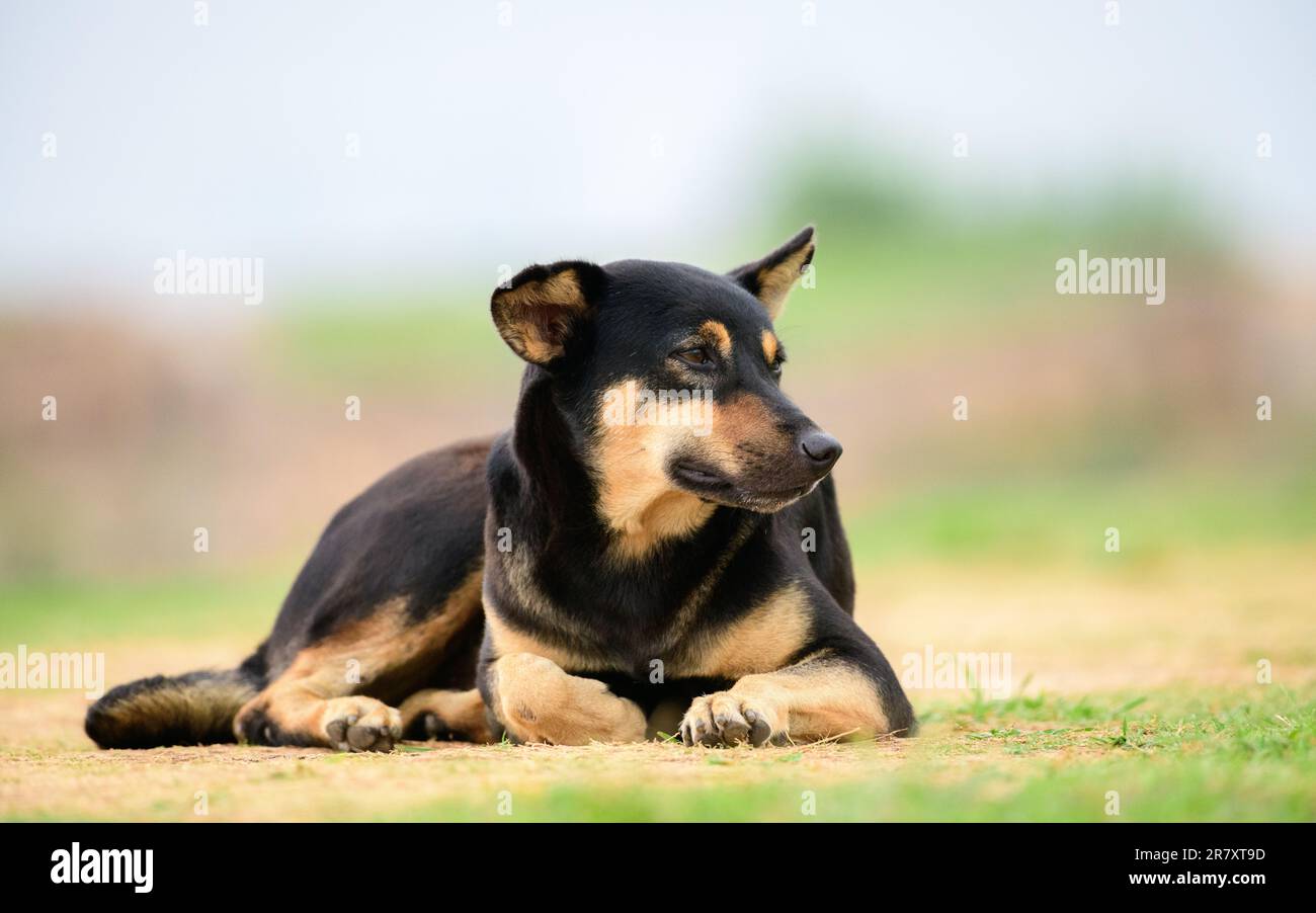 Cute dog lying on the ground and resting and looking away Stock Photo ...