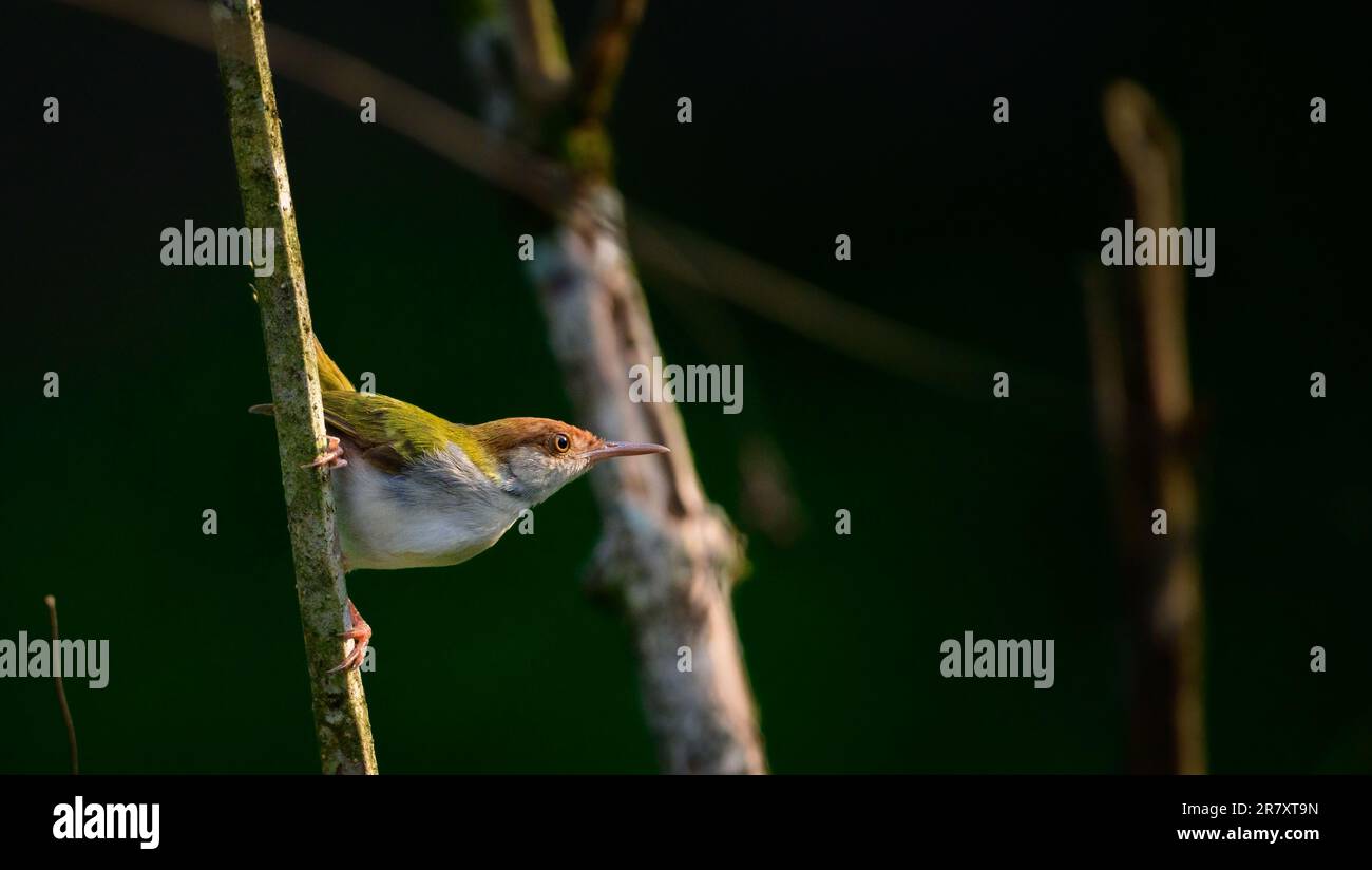 Cute Common Tailorbird foraging early in the morning, soft morning light shines on bird's feathers. Stock Photo