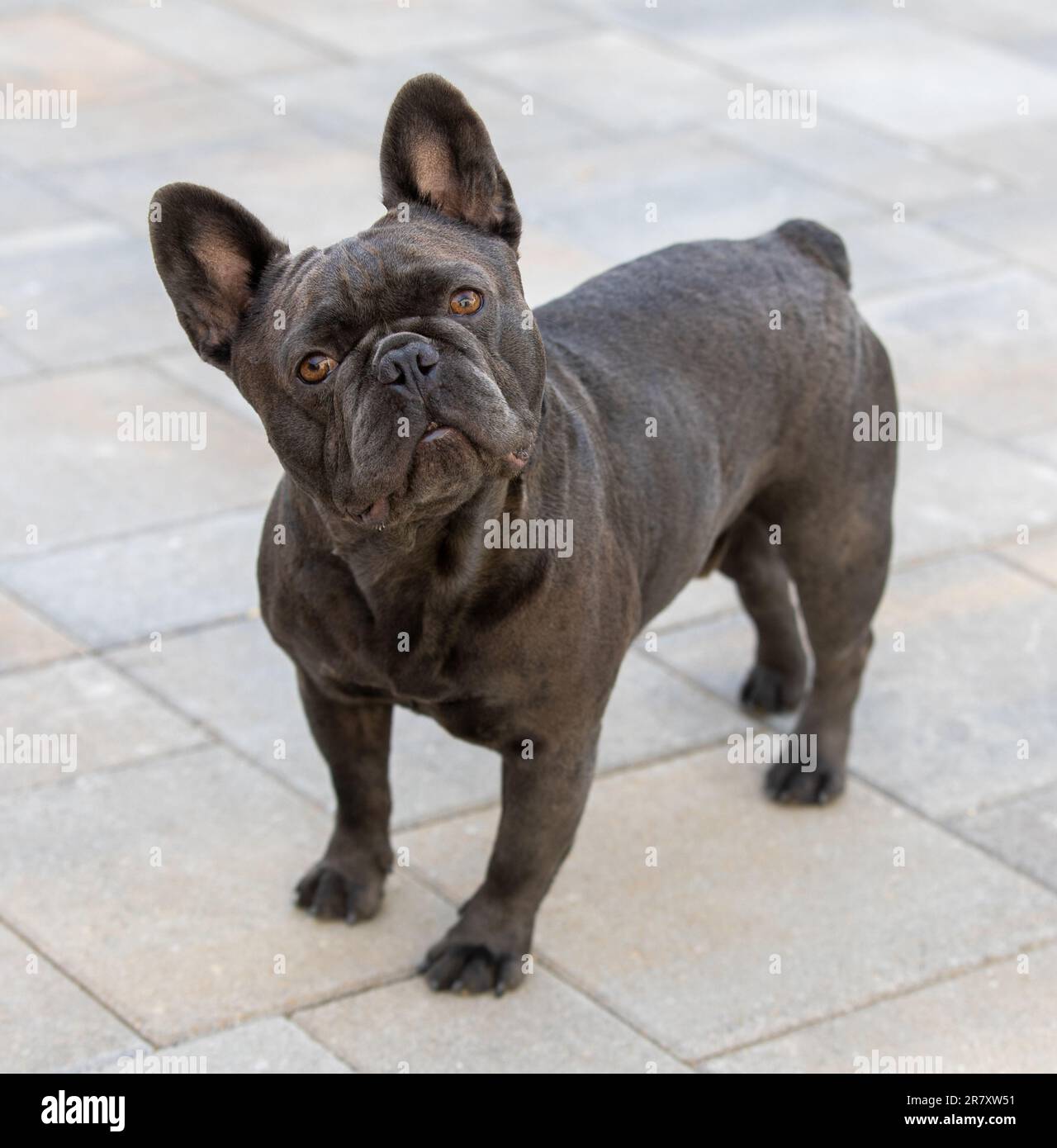 Attentive 2-Years-Old Blue Lilac Male Frenchie Head Tilting. Stock Photo