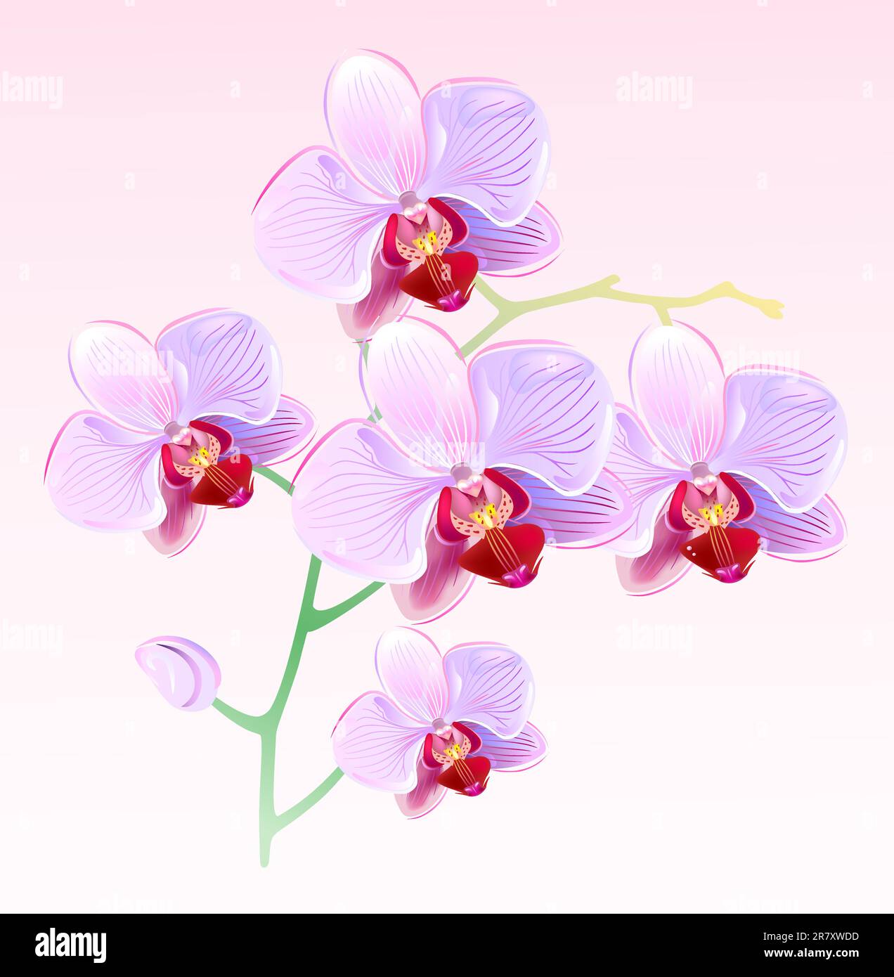 Vector illustration of orchids and butterflies on spring background ...