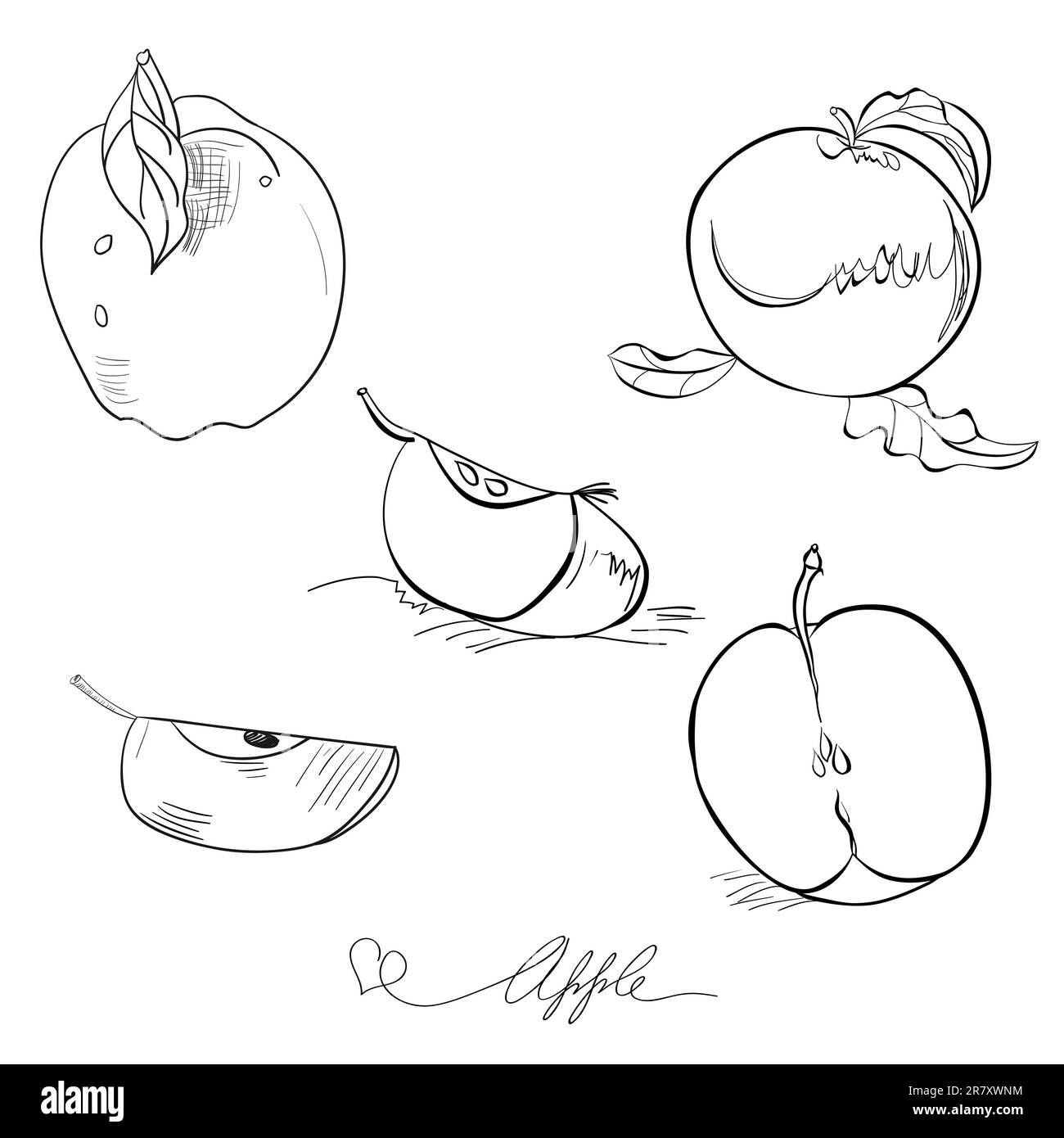 Sketch Of Apple Stock Vector Image Art Alamy sketch-of-apple-stock-vector-image-art-alamy