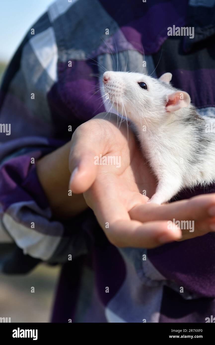 pet rat in the hands of young woman outdoors. the concept of animal protection Stock Photo