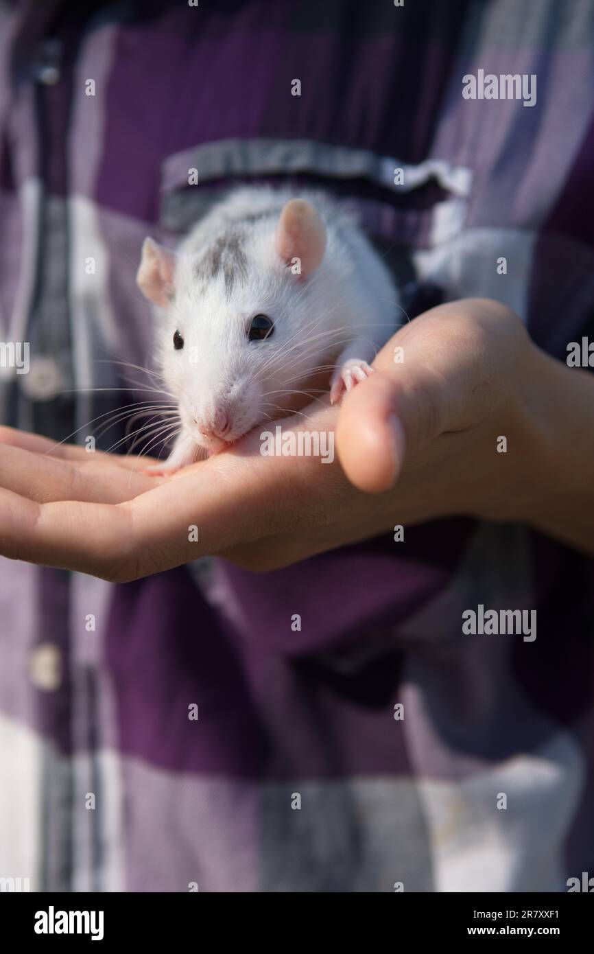 pet rat in the hands of young woman outdoors. the concept of animal protection Stock Photo