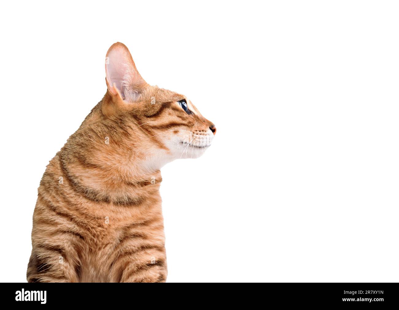 Cat eye side view hi-res stock photography and images - Alamy