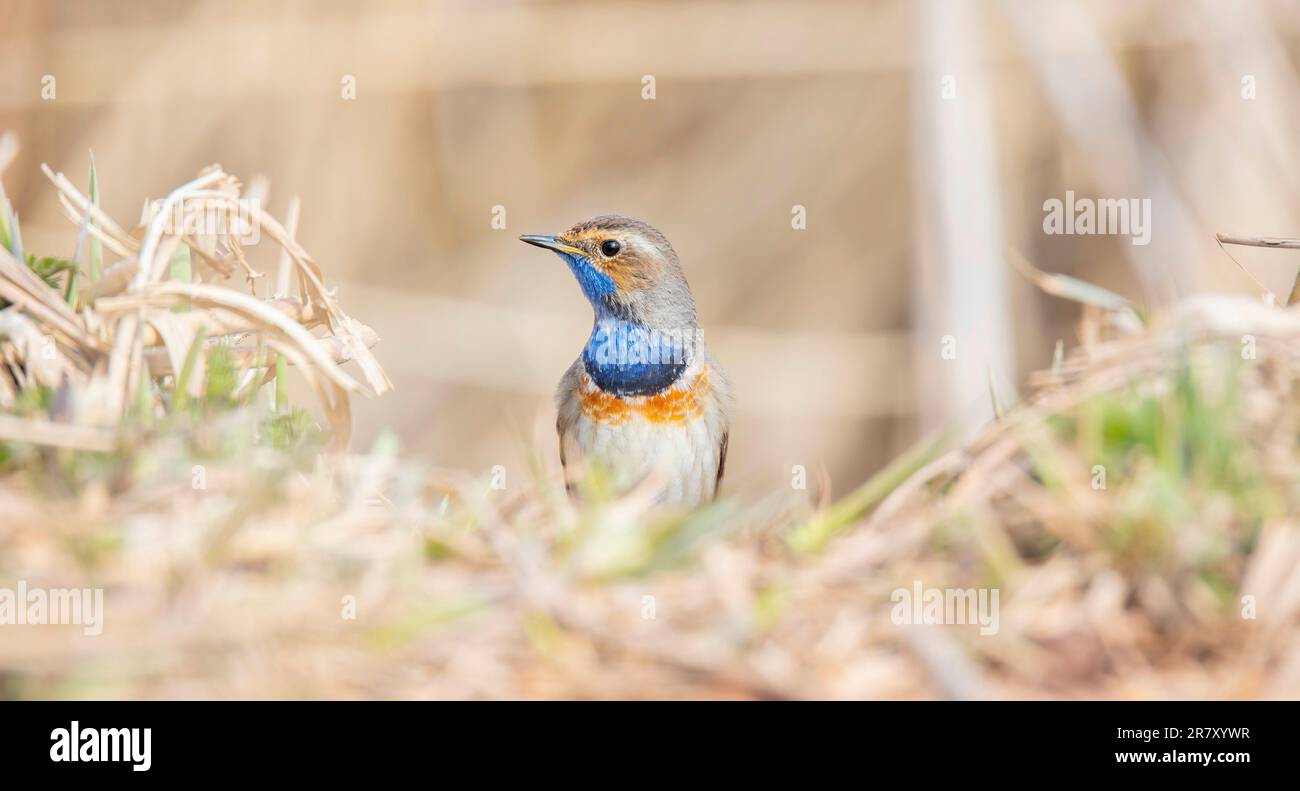 White spotted bluethroat Luscinia svecica cyanecula sitting on a frosty day on frosted ground, the best photo. Stock Photo