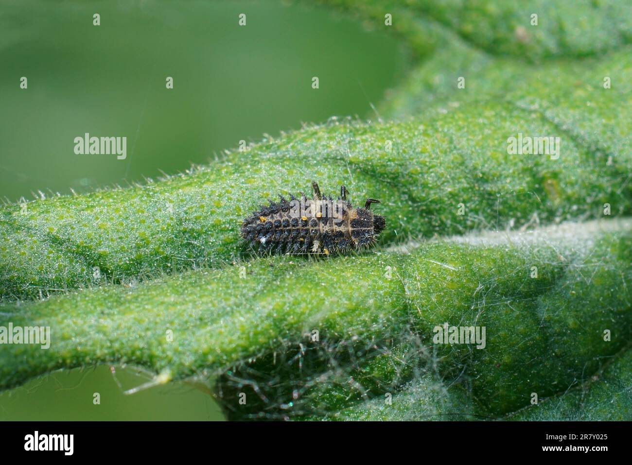 Closeup on a voracious larvae of the pine laydybird beetle, Exochomus quadripustulatus used for pest-control Stock Photo