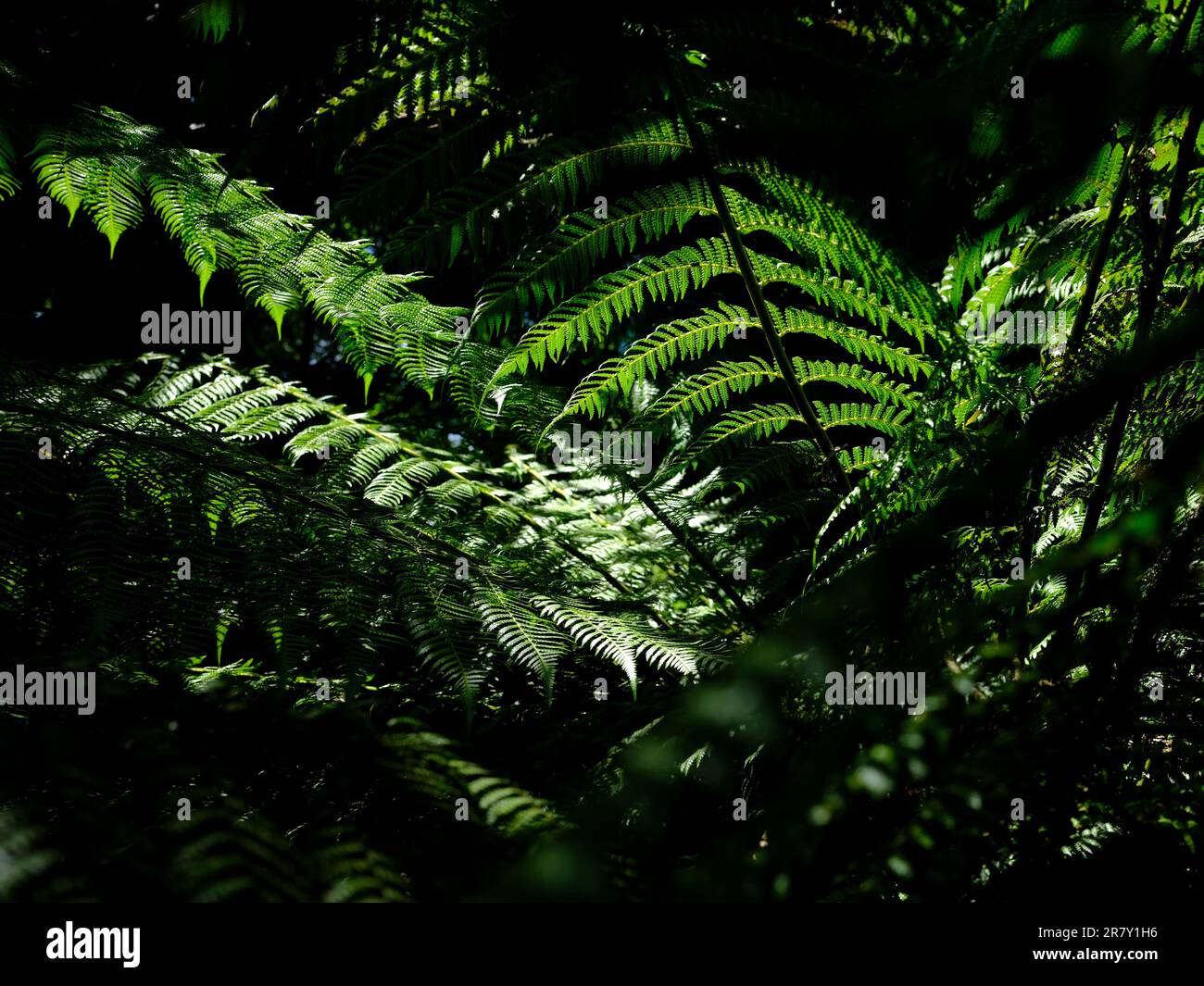 Fern plants seen in The Lost Garden of Heligan Stock Photo