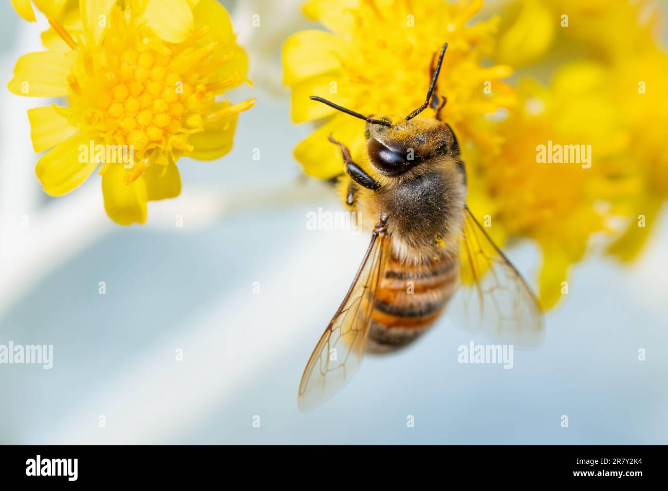 Bee gathering pollen on flower Stock Photo