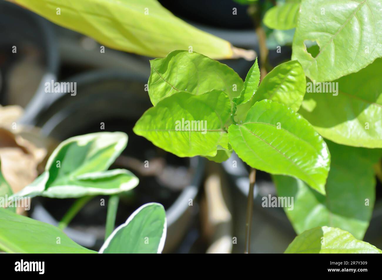 passion fruit plant, Passiflora edulis or Passionfruit or Maracuja plant Stock Photo