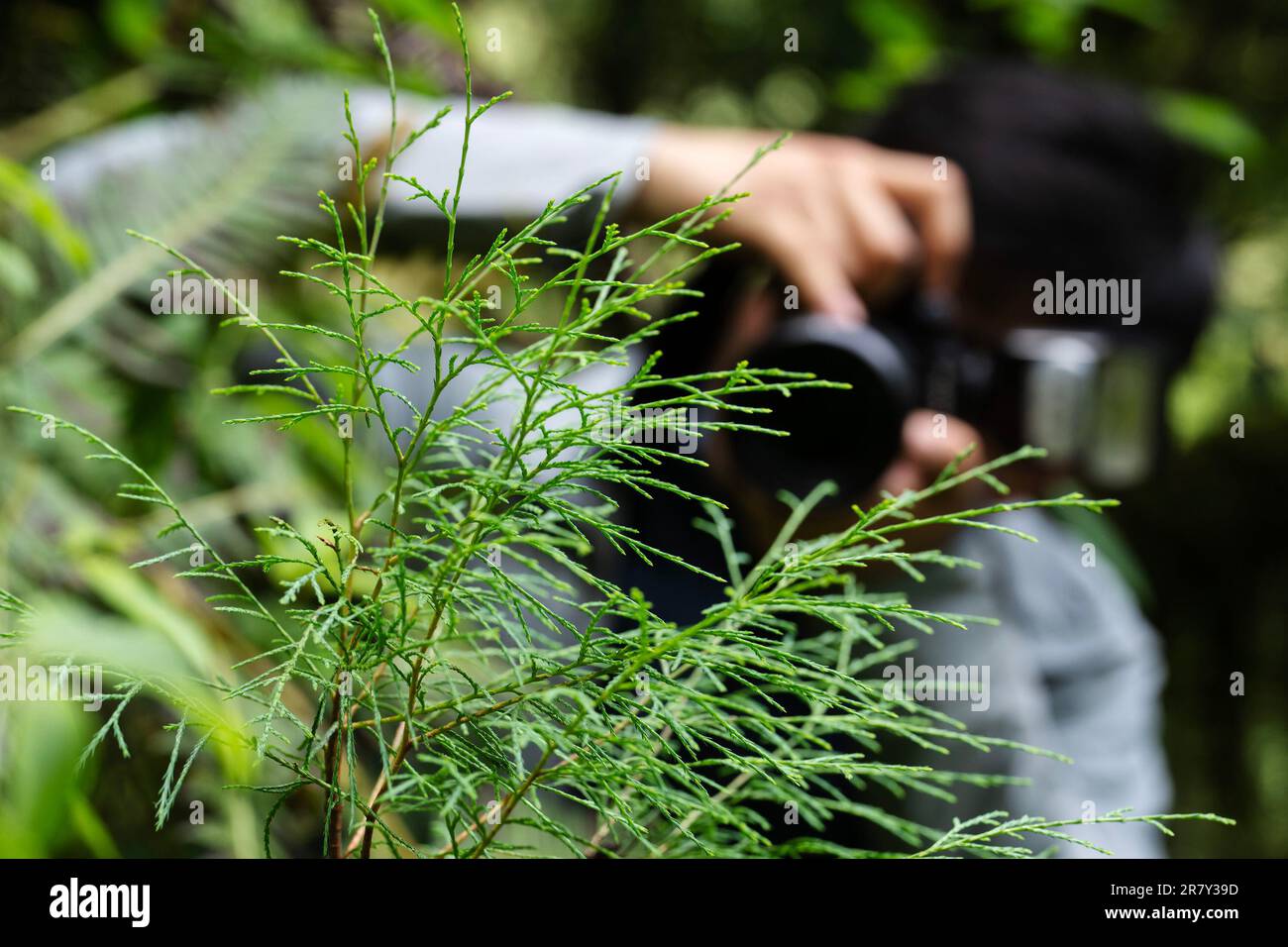 (230618) -- NYINGCHI, June 18, 2023 (Xinhua) -- Wang Zi takes pictures of a Cupressus torulosa sapling at the national nature reserve of the Yarlung Zangbo Grand Canyon in Bome County, Nyingchi City, southwest China's Tibet Autonomous Region, June 15, 2023. The record of the tallest tree in the Chinese mainland has been refreshed several times in the past year or so. Last year in April, a research team led by Peking University found a 76.8-meter tree in Medog County in southwest China's Tibet Autonomous Region, marking China's tallest tree at the time. The record was broken a month later when Stock Photo