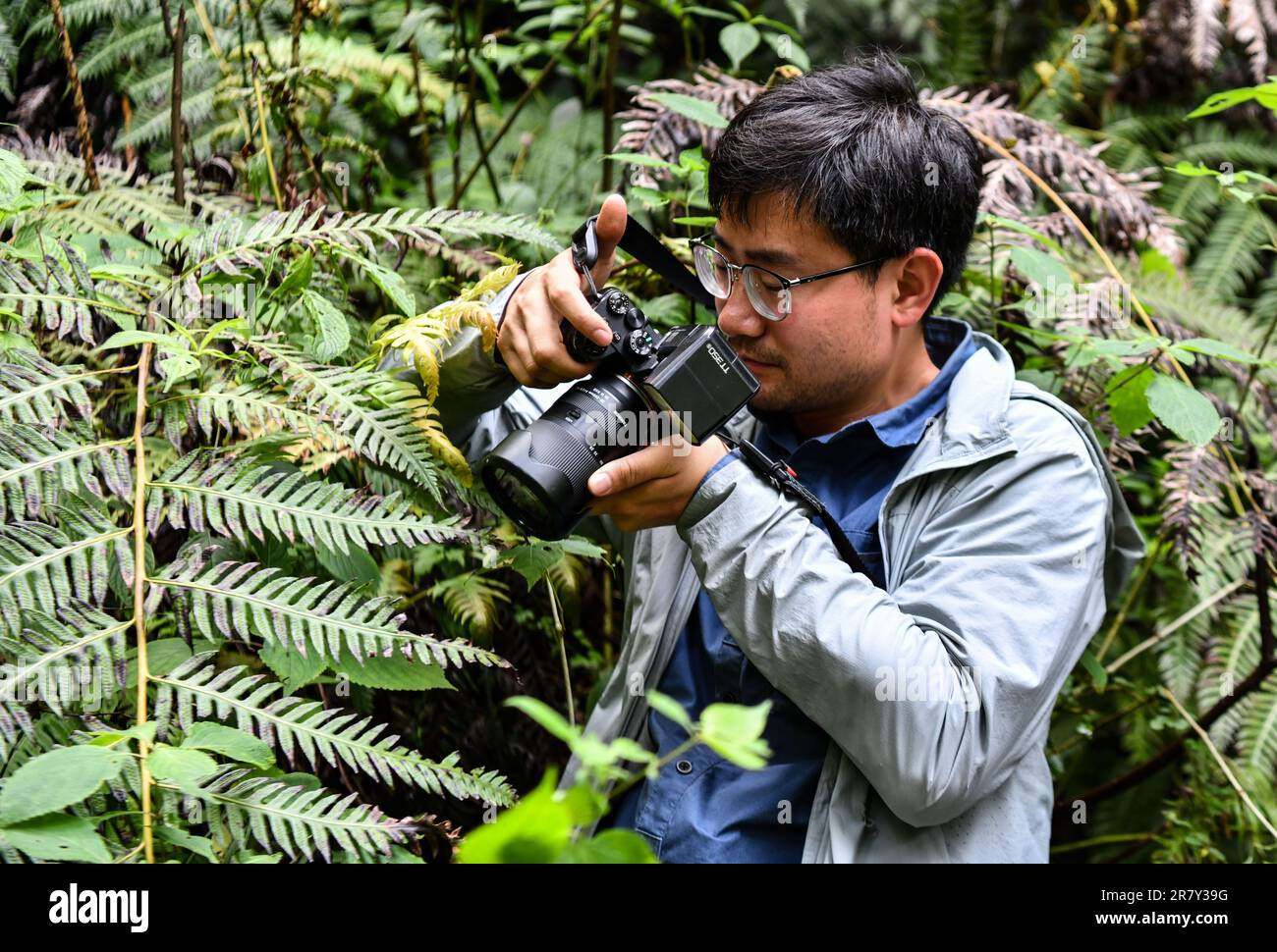 (230618) -- NYINGCHI, June 18, 2023 (Xinhua) -- Wang Zi takes pictures of a Cupressus torulosa sapling at the national nature reserve of the Yarlung Zangbo Grand Canyon in Bome County, Nyingchi City, southwest China's Tibet Autonomous Region, June 15, 2023. The record of the tallest tree in the Chinese mainland has been refreshed several times in the past year or so. Last year in April, a research team led by Peking University found a 76.8-meter tree in Medog County in southwest China's Tibet Autonomous Region, marking China's tallest tree at the time. The record was broken a month later when Stock Photo