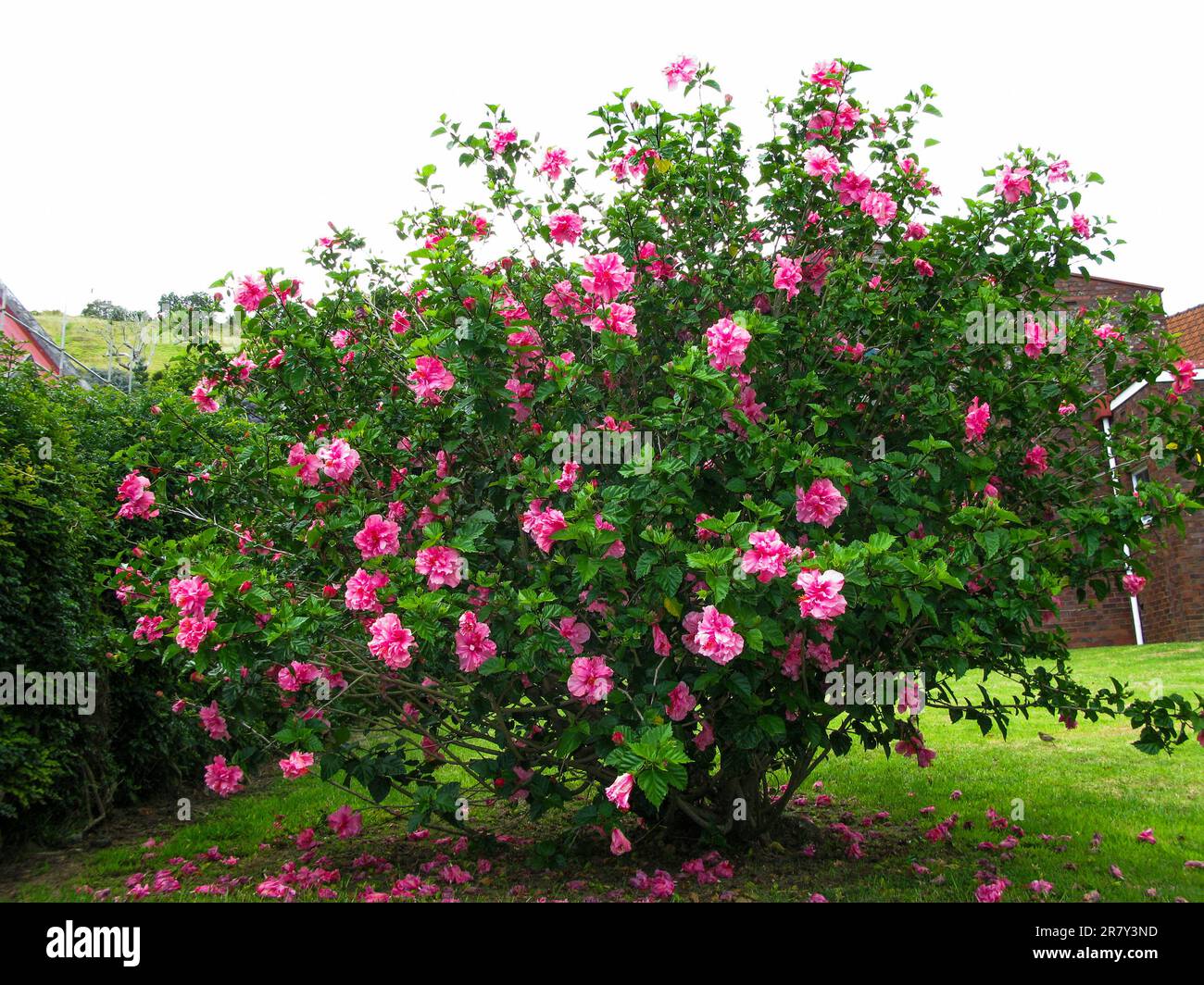 HIBISCUS flower in garden Stock Photo - Alamy