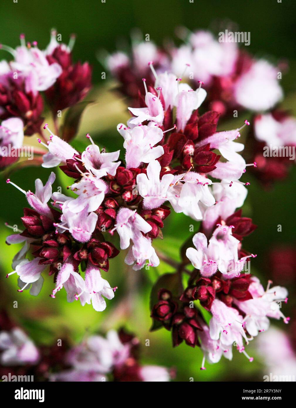 ORIGANUM VULGARE Culinary herbs and is related to the herb Marjoram Stock Photo Alamy