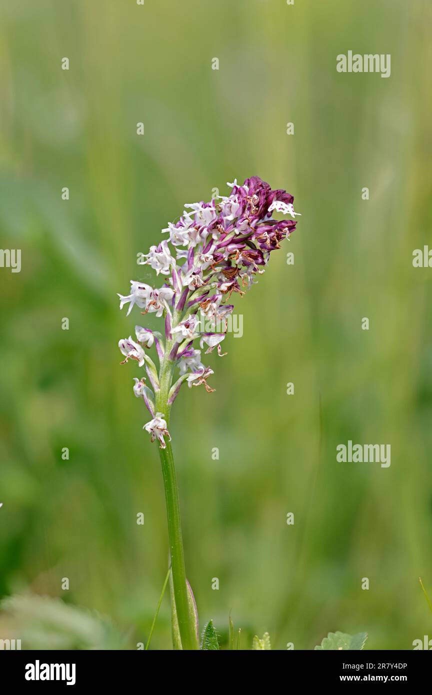 Burnt-tip Orchid at Clattinger Farm Wiltshire UK Stock Photo