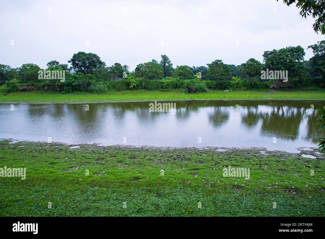 Lake in the middle of the forest with green grass and blue sky Stock ...
