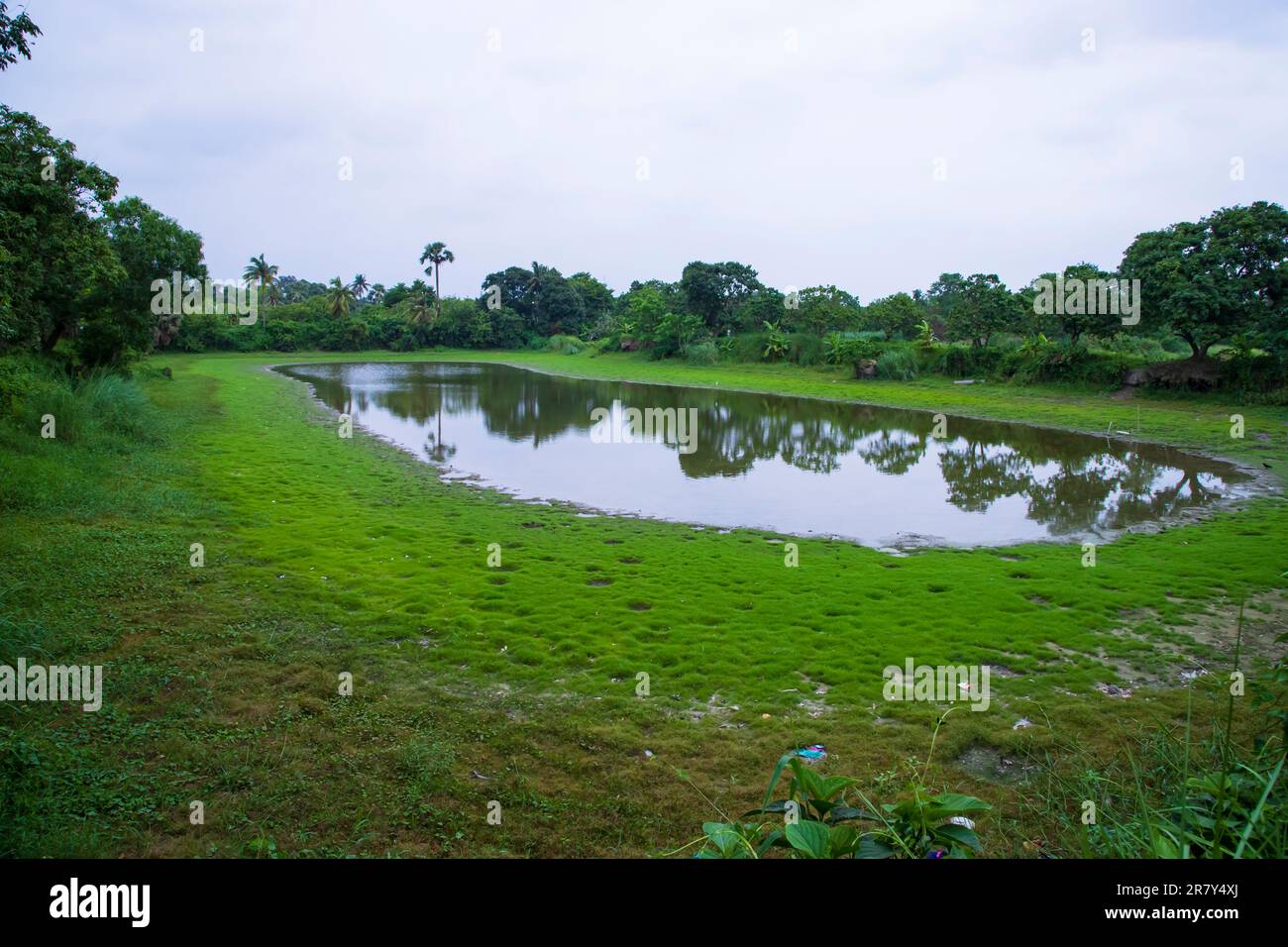 Lake in the middle of the forest with green grass and blue sky Stock ...