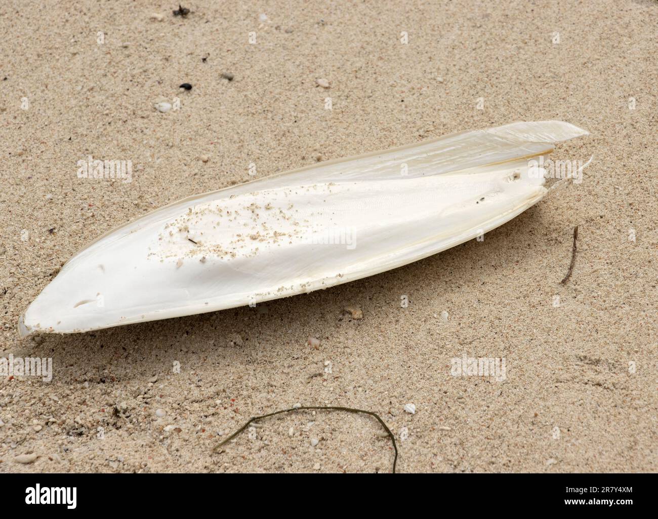 A common piece of flotsam washed up on beaches around the world, Cuttlefish bone is part of the soft-bodied cephalopods buoyancy system. Stock Photo