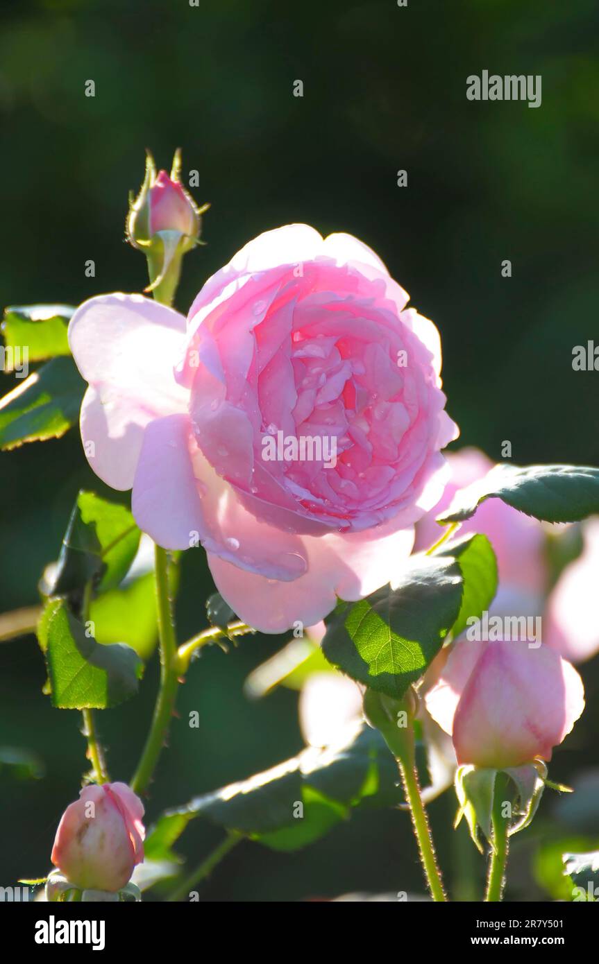 English rose, rosee, white, David Austin, raindrop, rose garden in Oberderdingen Stock Photo