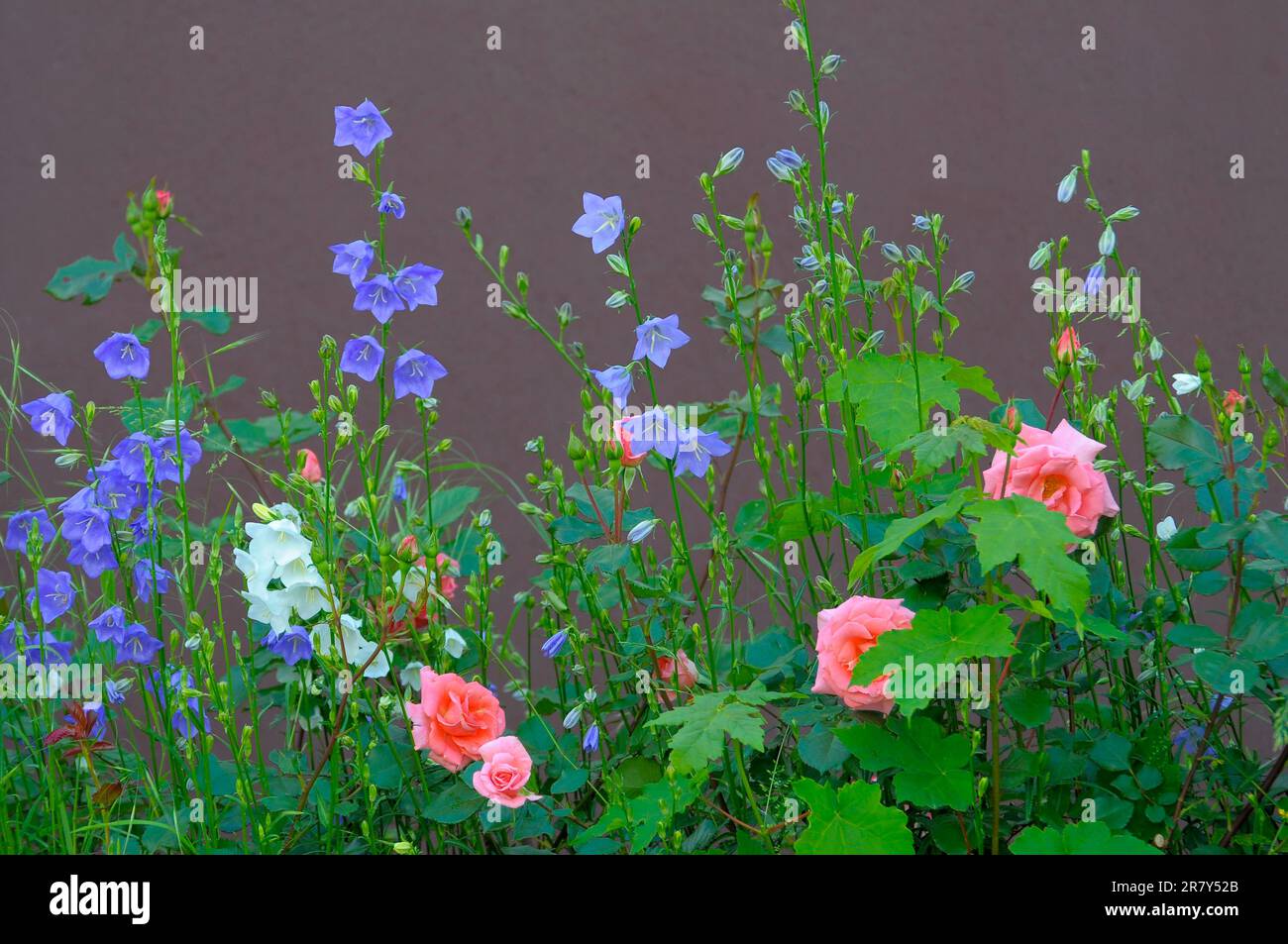 Blue bellflowers in the garden, spreading bellflower (Campanula patula) Rose garden in Oberderdingen Stock Photo