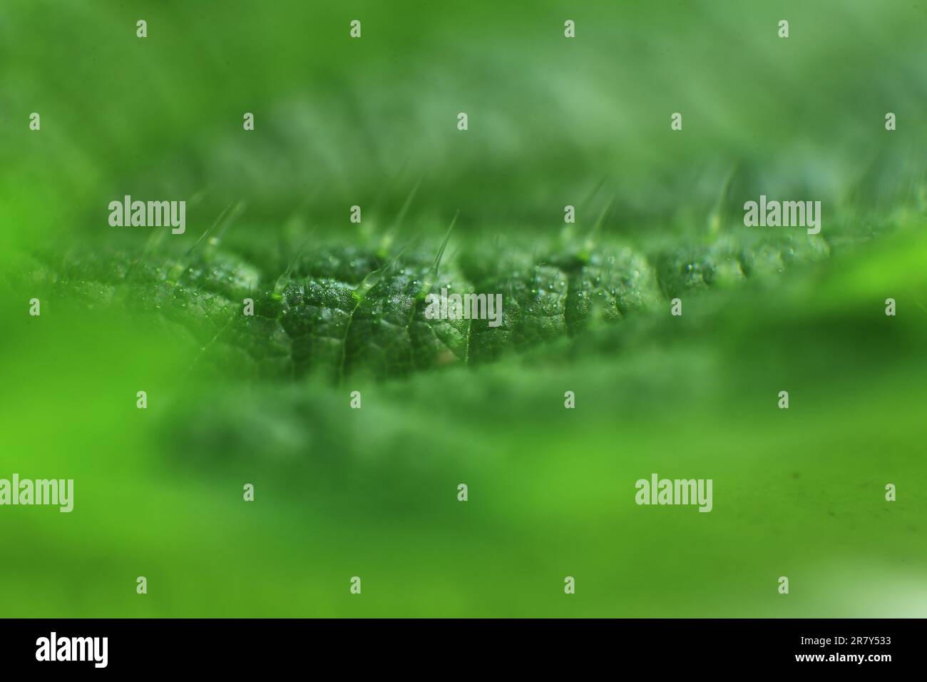 Extreme close up of a leaf of the stinging nettle, showing the stinging hairs. Stock Photo