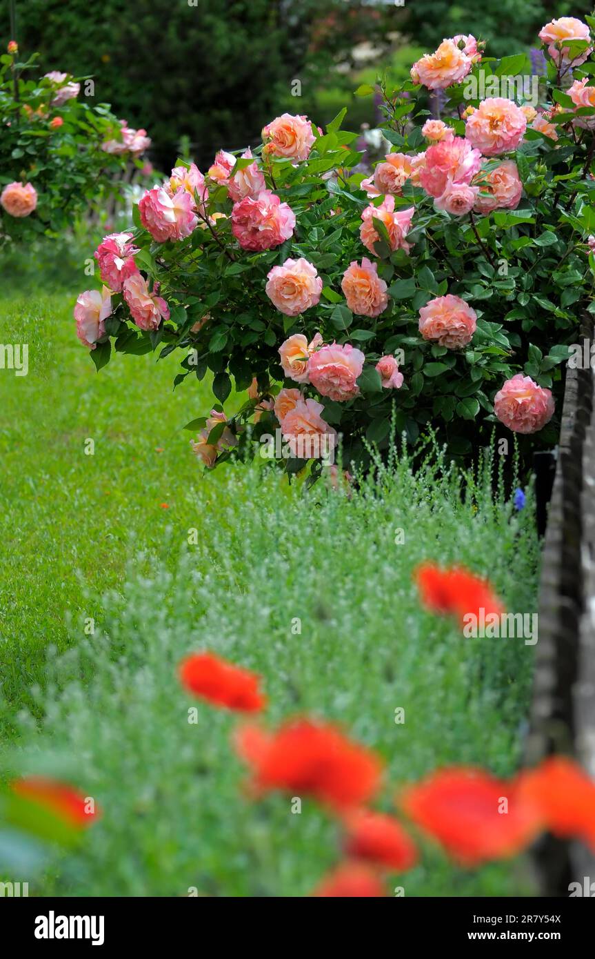 Shrub roses in the garden, pink and orange flowering, rose garden in Oberderdingen Stock Photo