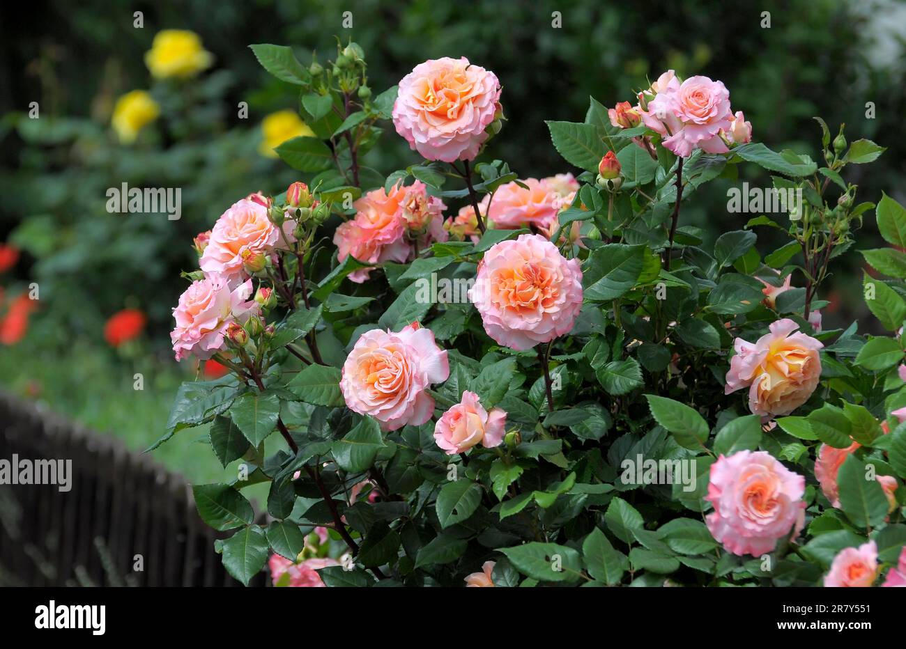 Shrub roses in the garden, pink and orange flowering, rose garden in Oberderdingen Stock Photo