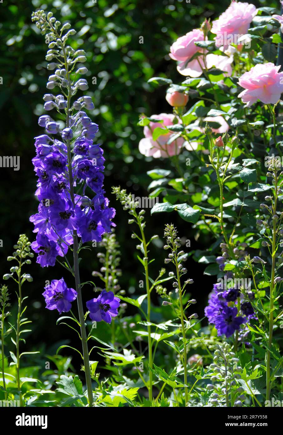 Blue in the garden, larkspurs (delphinium) (Delphinium) Rose garden in Oberderdingen Stock Photo