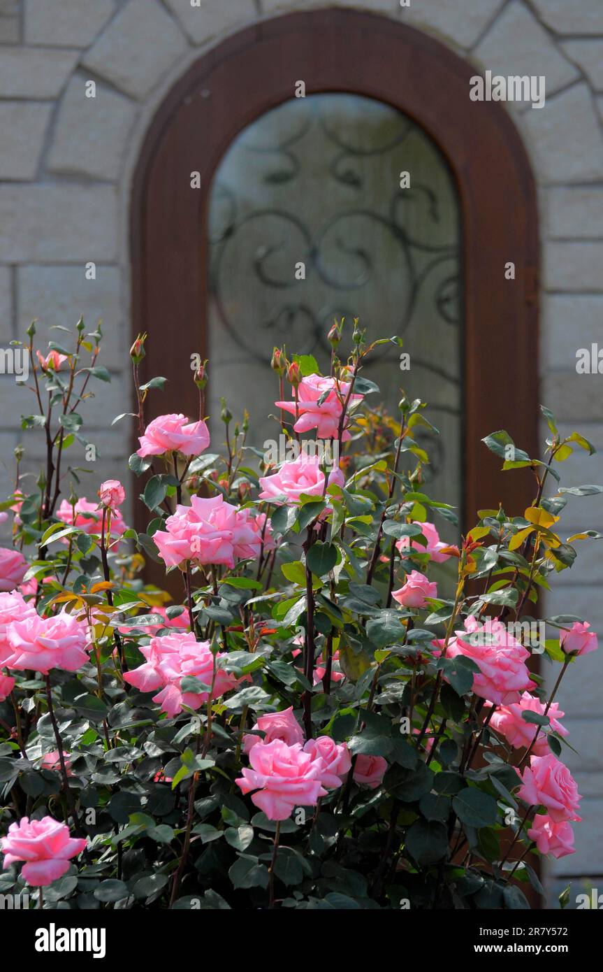 Shrub rose in pink flowering in the garden, Rosa shrub roses with ...